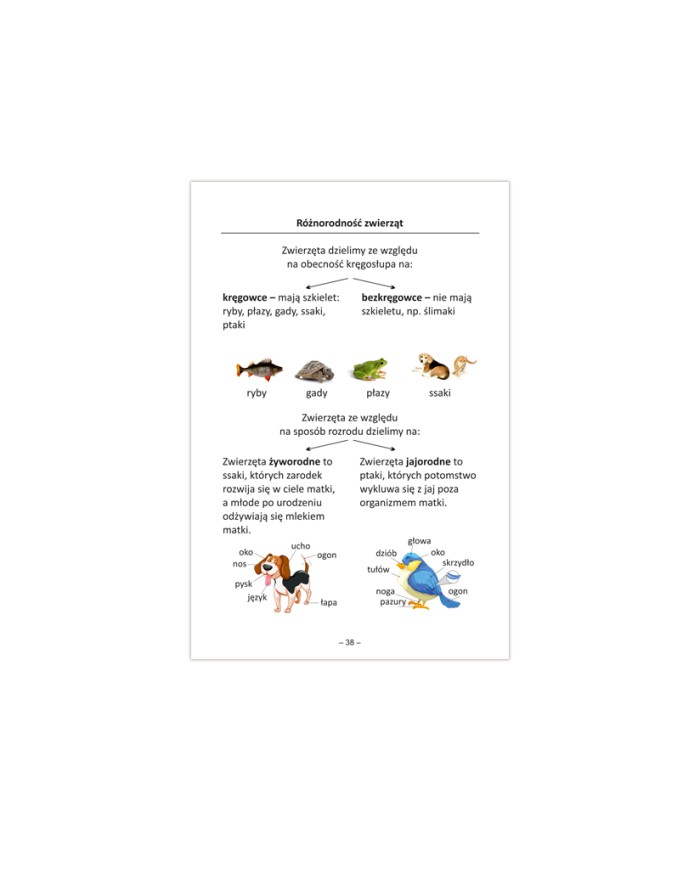 Ściąga - przyroda na progu czwartej klasy
